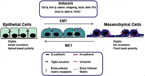 Epitheel-mesenchymale overgang (EMT) met inductoren