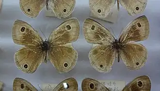 Ypthima motschulskyi