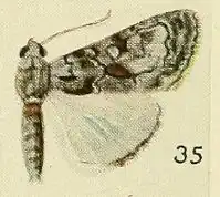 Catephia sciras