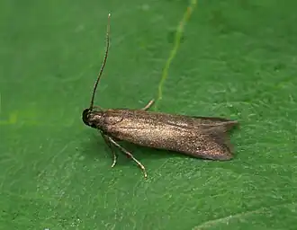 Olijfkleurige boegsprietmot