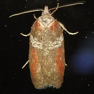 Acleris celiana