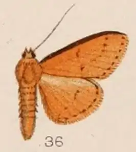 Lamprosema nigricostalis