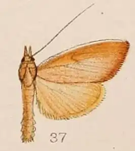 Calamochrous sarcalis
