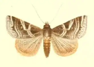 Callopistria insularis