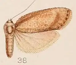 Aphomia vinotincta