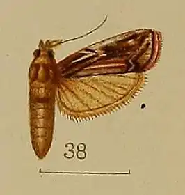 Spatulipalpia albistrialis