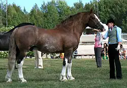 Welsh Cob, kampioenshengst