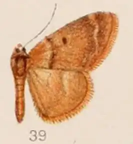 Rhodostrophia cuprinaria