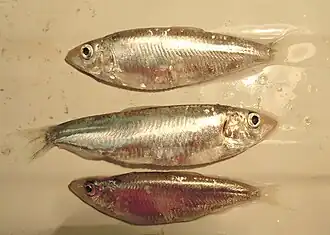 Clupeonella cultriventris