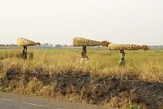 Vrouwen die hooi dragen naar de markt in Pakwach