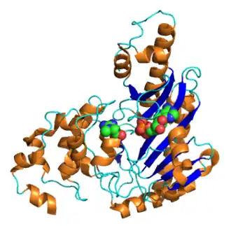 Kristalstructuur van creatinekinase met ADP en creatine.[1]