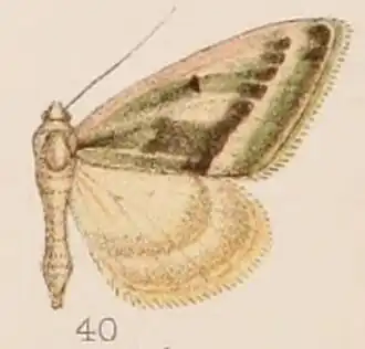 Rhodostrophia glaucofusa