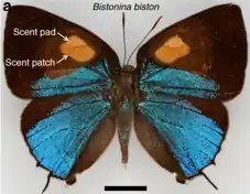 Bistonina biston