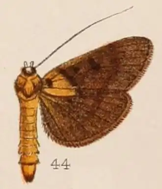 Filodes bilinealis