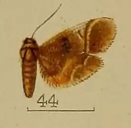 Massepha rufescens