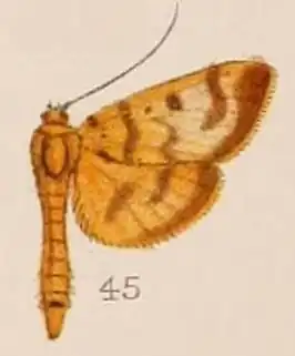 Phryganodes chrysalis