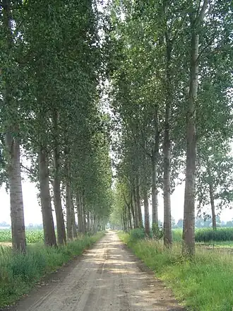 Populieren aan de Langsteeg