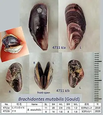 Brachidontes mutabilis