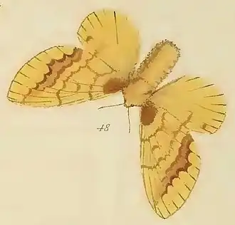 Lechriolepis stumpffii
