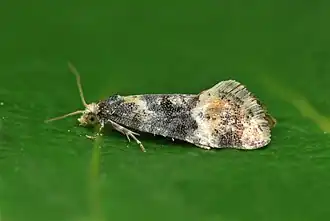 Vroege dwergbladroller