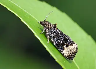 Donkere marmerbladroller