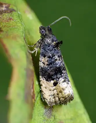 Kleine stipbladroller