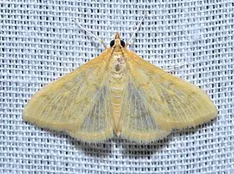 Hahncappsia marculenta