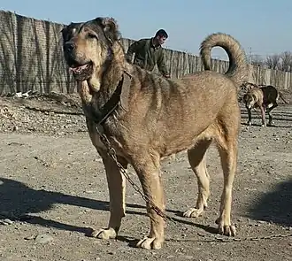 Sarabi-mastiff