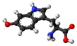 ▵ Molecuulmodel van 5-hydroxytryptofaan
