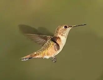 Rosse kolibrie (Selasphorus rufus)