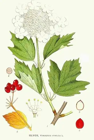 Viburnaceae