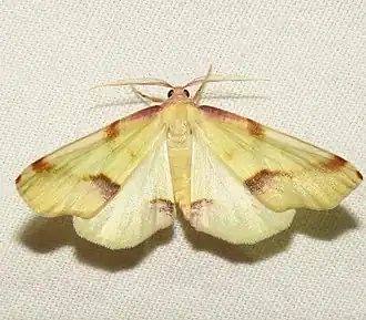 Plagodis serinaria