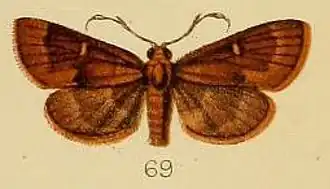 Piletocera inconspicualis