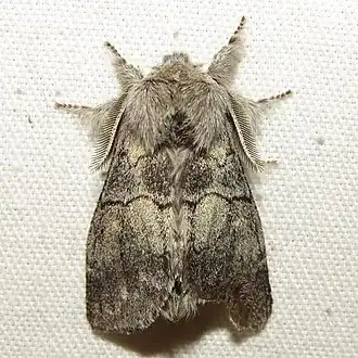 Gluphisia lintneri