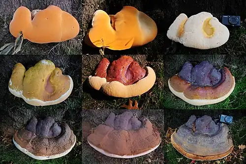 Negen groeistadia van een harslakzwam