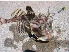 Artediellus atlanticus