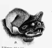 Austronomus australis