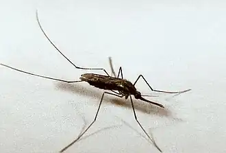 Anopheles quadrimaculatus