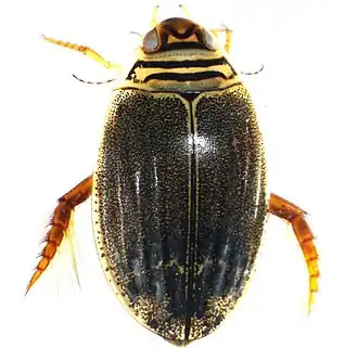 Acilius semisulcatus