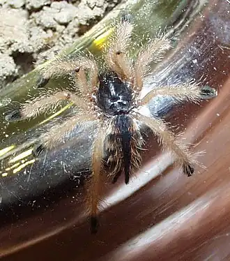 Avicularia braunshauseni