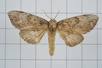 Norracoides basinotata