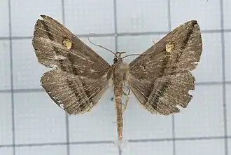 Hadennia nakatanii