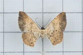 Alcis ochrolaria