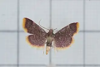 Hypsopygia postflava