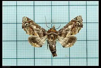 Eutelia adulatricoides