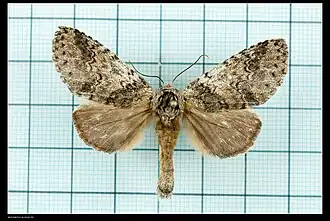 Disparia nigrofasciata