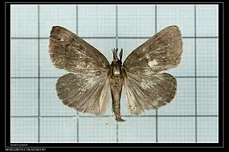 Trebania flavifrontalis