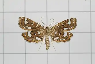 Neurophyseta taiwanalis