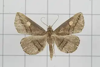Hadennia ochreistigma