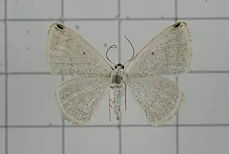 Lomographa perapicata